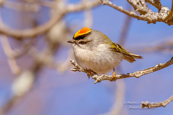 Golden-crowned Kinglet at Bafflin Sanctuary