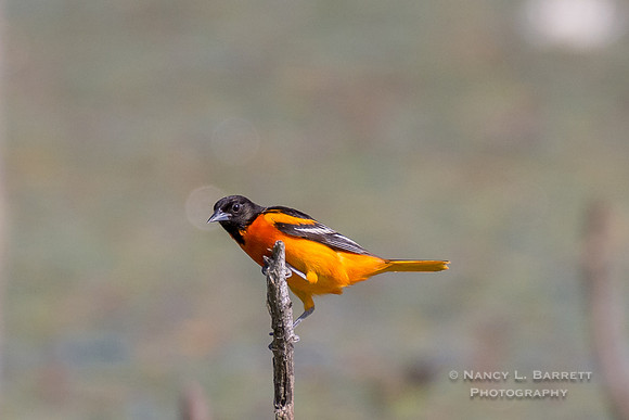 Baltimore Oriole at Eddy Pray Reservoir