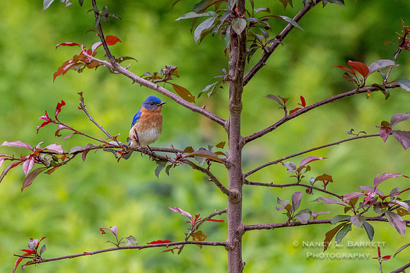 Bluebird on Crabapple Tree