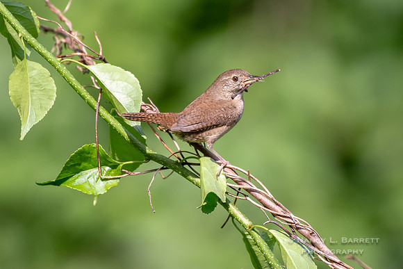House Wren