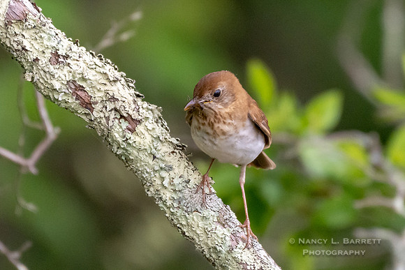 Veery