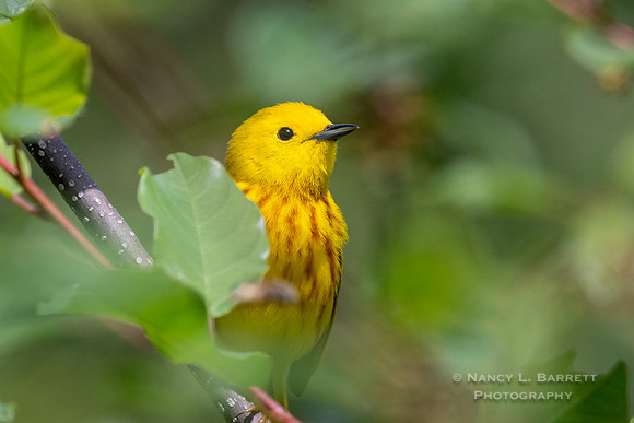 Yellow Warbler at Five Mile River