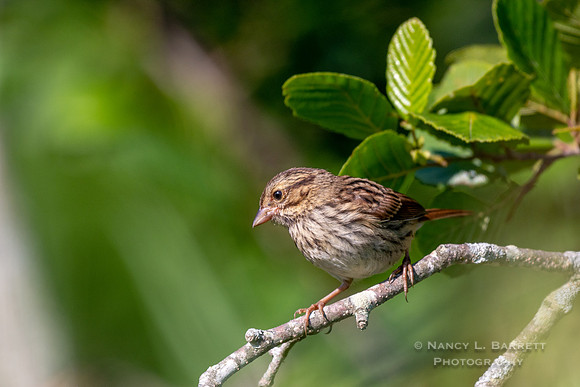 Song Sparrow at Mashamoquet Brook