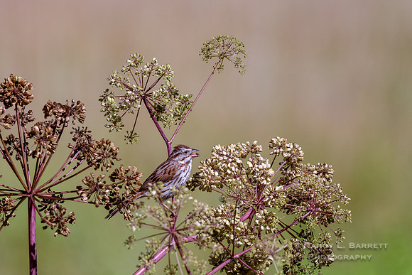 Song Sparrow at Bafflin Sanctuary