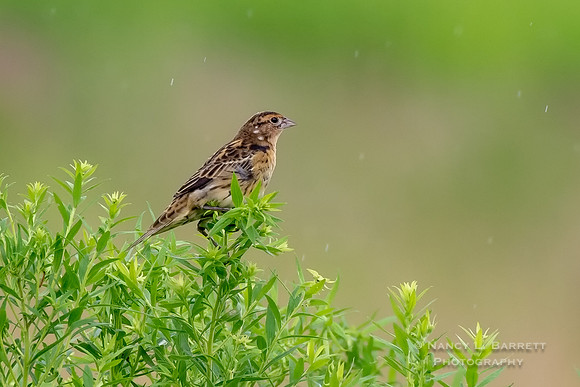 Bobolink at Bafflin Sanctuary