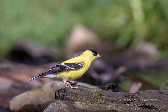 American Goldfinch at Day Brook