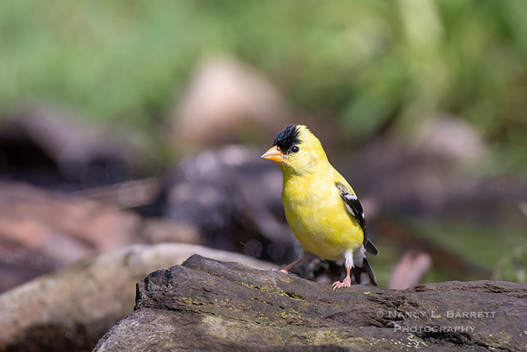 American Goldfinch at Day Brook
