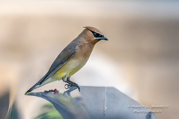 Cedar Waxwings at Warsaw Pond
