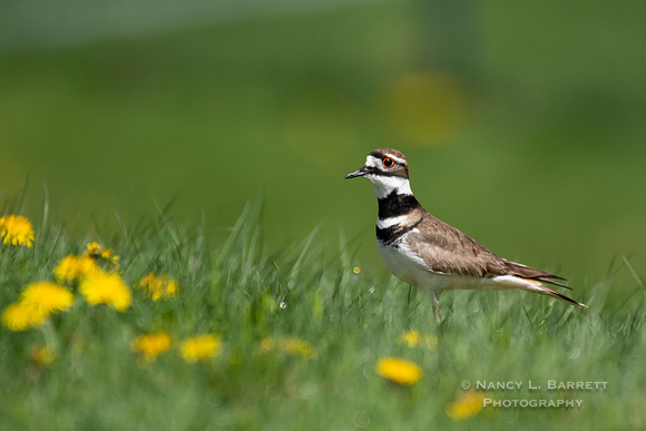 Killdeer