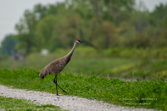 Sandhill Crane