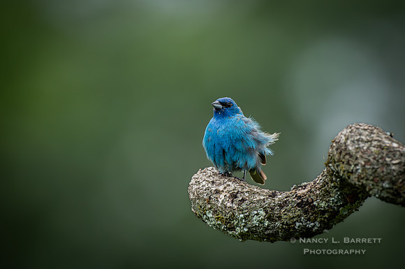 Indigo Bunting