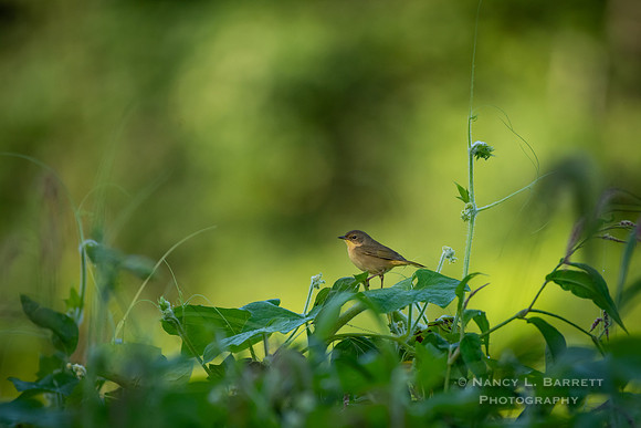 Common Yellowthroat
