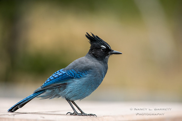 Steller's jay