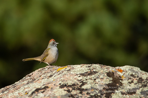 Green-tailed Towhee