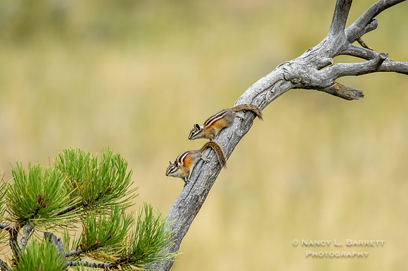 Least Chipmunks
