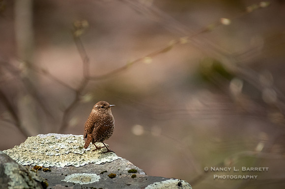 Winter Wren