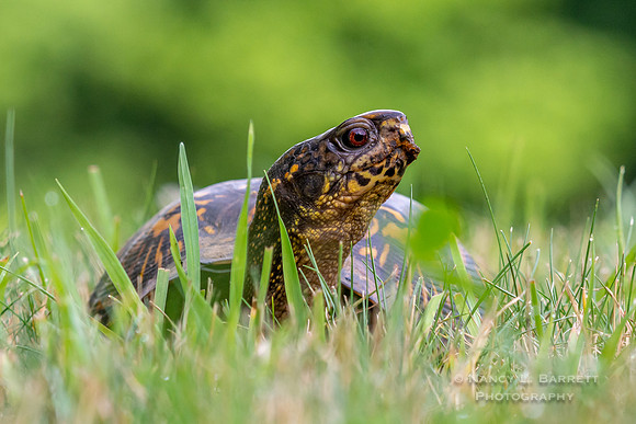 Eastern Box  Turtle