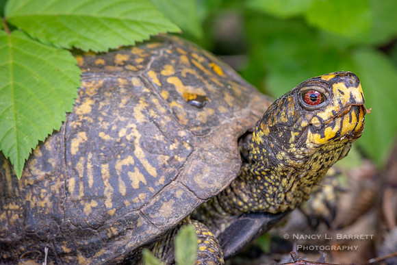 Eastern Box  Turtle