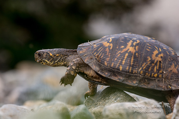 Eastern Box  Turtle