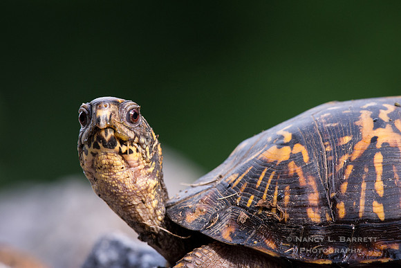 Eastern Box  Turtle