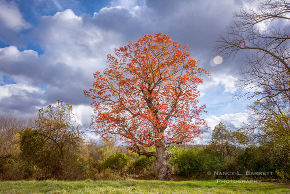 Bafflin Sanctuary Secret Oak