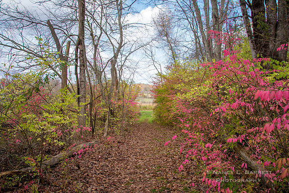 Bafflin Sanctuary Williams Way