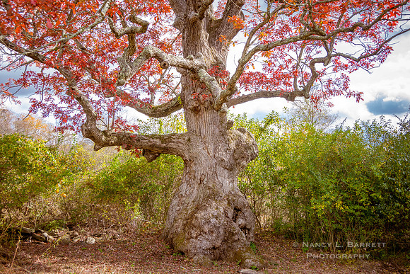 Bafflin Sanctuary Secret Oak 2