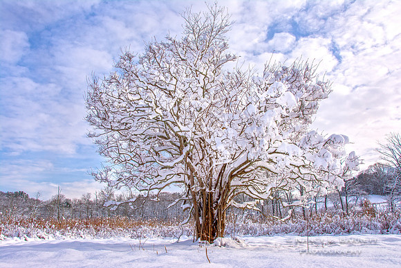Bafflin Sanctuary Winter 19