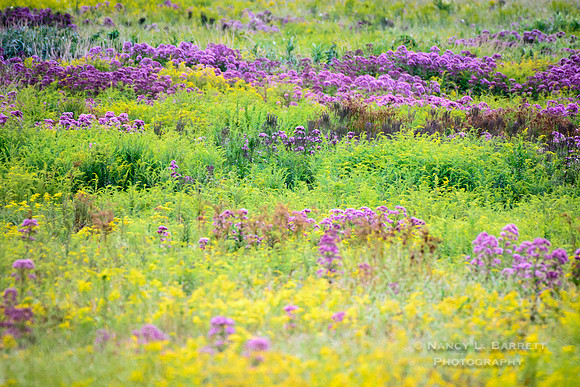 Bafflin Sanctuary Mashamoquet Meadow Late Summer