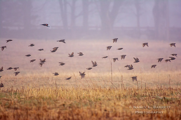 Bafflin Sanctuary Wright's Crossing Foggy Day