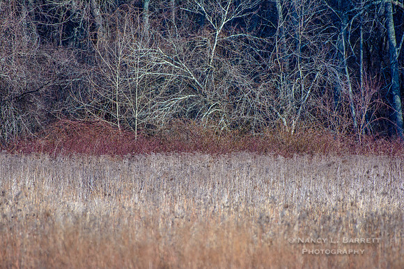 Bafflin Sanctuary Mashamoquet Meadow Winter Day 19
