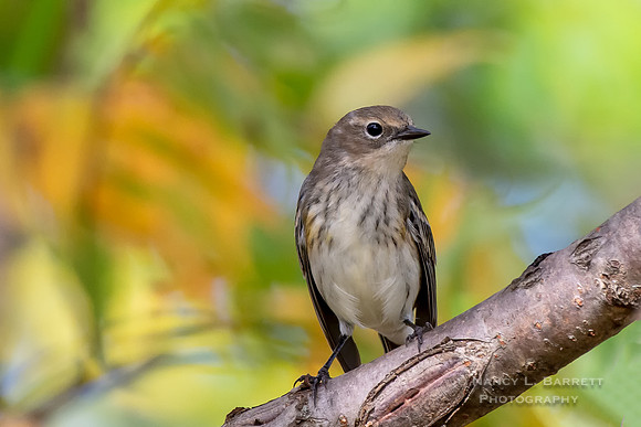 Yellow-rumped Warbler at Bafflin Sanctuary