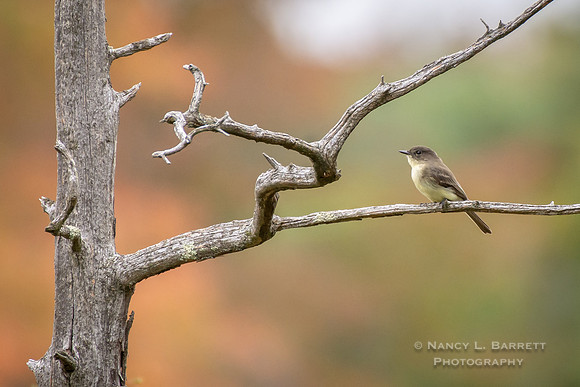 Eastern Phoebe on Cedar, Middle Reservoir