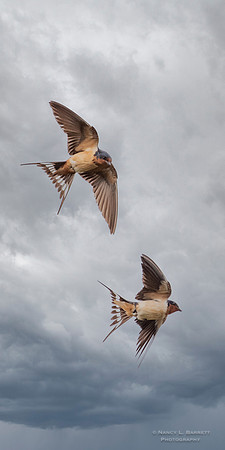 SOLD #107 Barn Swallows at Bog Meadow Reservoir  - Composite 10x20 $75