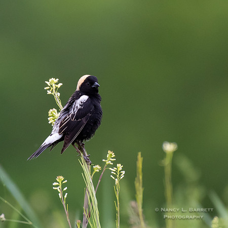 #103 Bobolink at Bafflin Sanctuary 12x12 $60