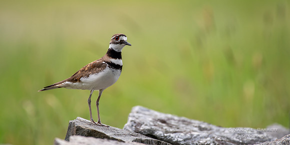 #102 Killdeer at DeFazio Orchard 10x20 $75