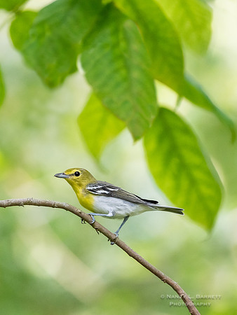 #106 Yellow-throated Vireo at Bafflin Sanctuary 12x16 $75