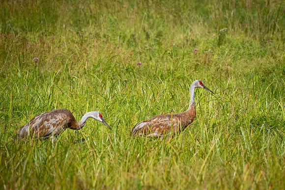 Sandhill Cranes 6