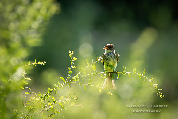 Eastern Phoebe