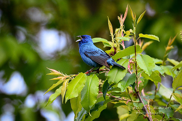 #21 Singing Indigo Bunting 12x18 $75