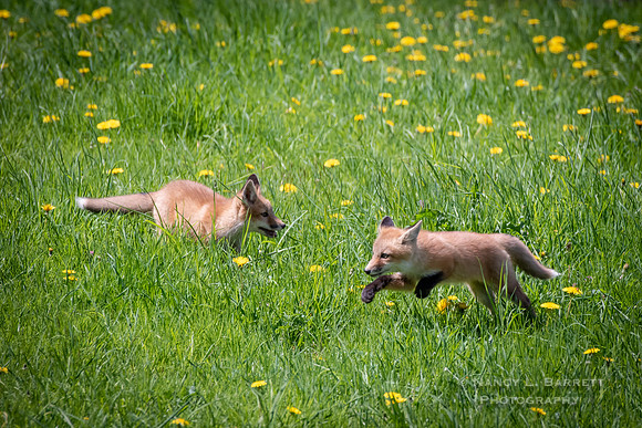 Fox Kits-19