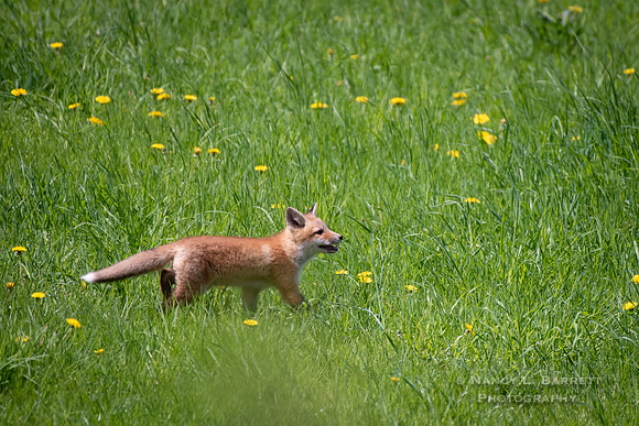 Fox Kits-2