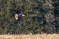 Bald Eagle at Bafflin Sanctuary 70