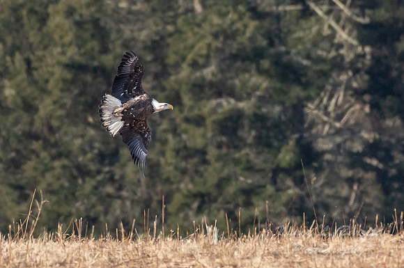 Bald Eagle at Bafflin Sanctuary 70