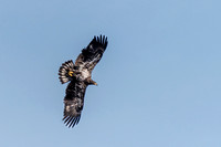 Bald Eagle at Bafflin Sanctuary 89
