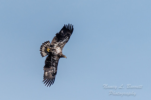 Bald Eagle at Bafflin Sanctuary 89