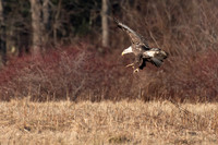 Bald Eagles at Bafflin Sanctuary Dec 2023