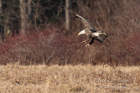 Bald Eagle at Bafflin Sanctuary 17