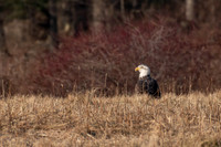 Bald Eagle at Bafflin Sanctuary 20