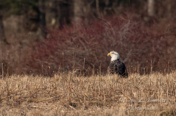 Bald Eagle at Bafflin Sanctuary 20